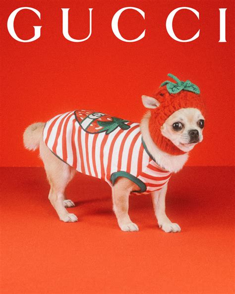 gucci pet wit|gucci pet slang.